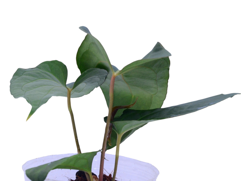 Anthurium Mountain Fantasy