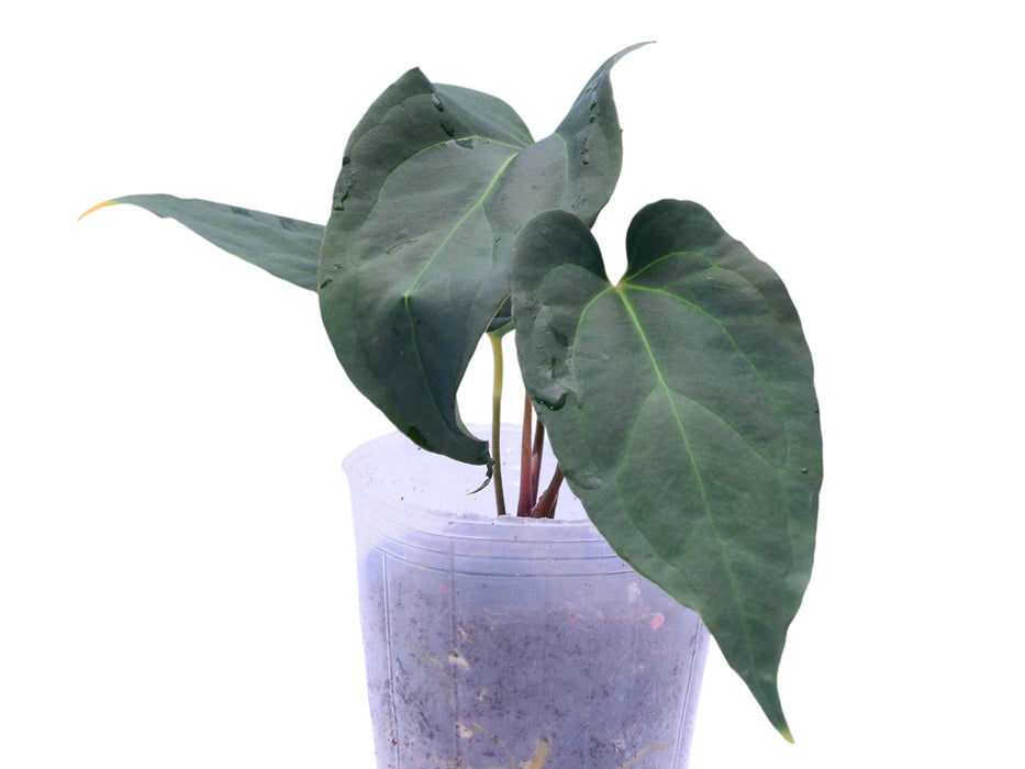 Anthurium Mountain Fantasy