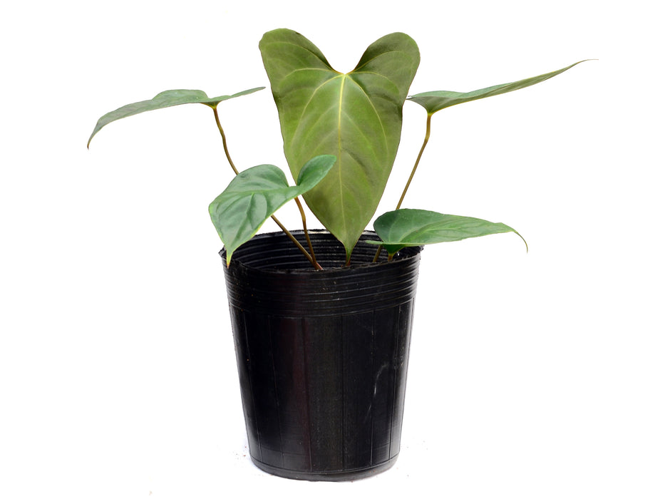 Anthurium Espiritu de Montana x Anthurium papillilaminum