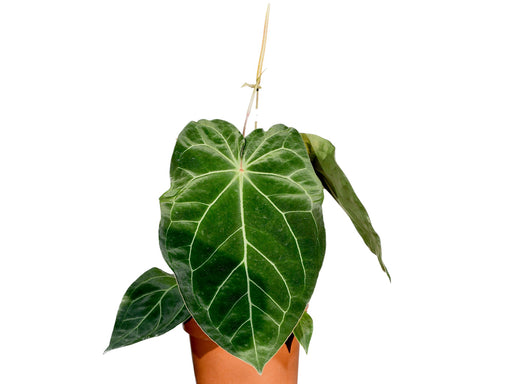 anthurium eureka Anthurium Eureka