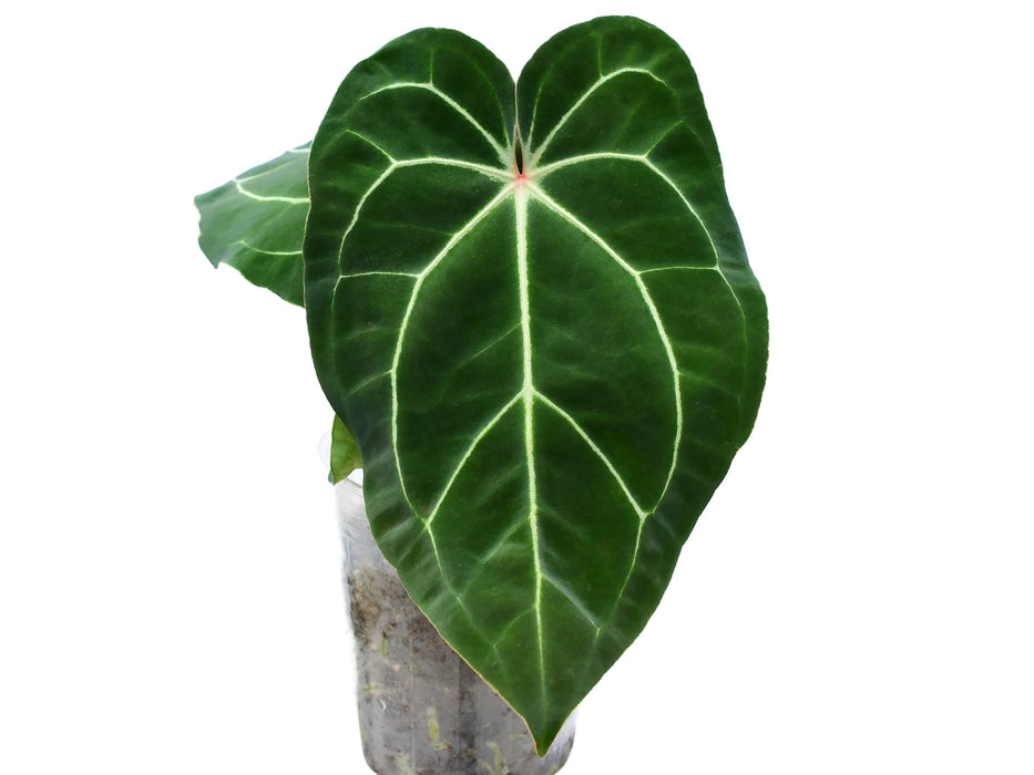 anthurium essencia Anthurium Eureka — Ecuagenera USA Corp