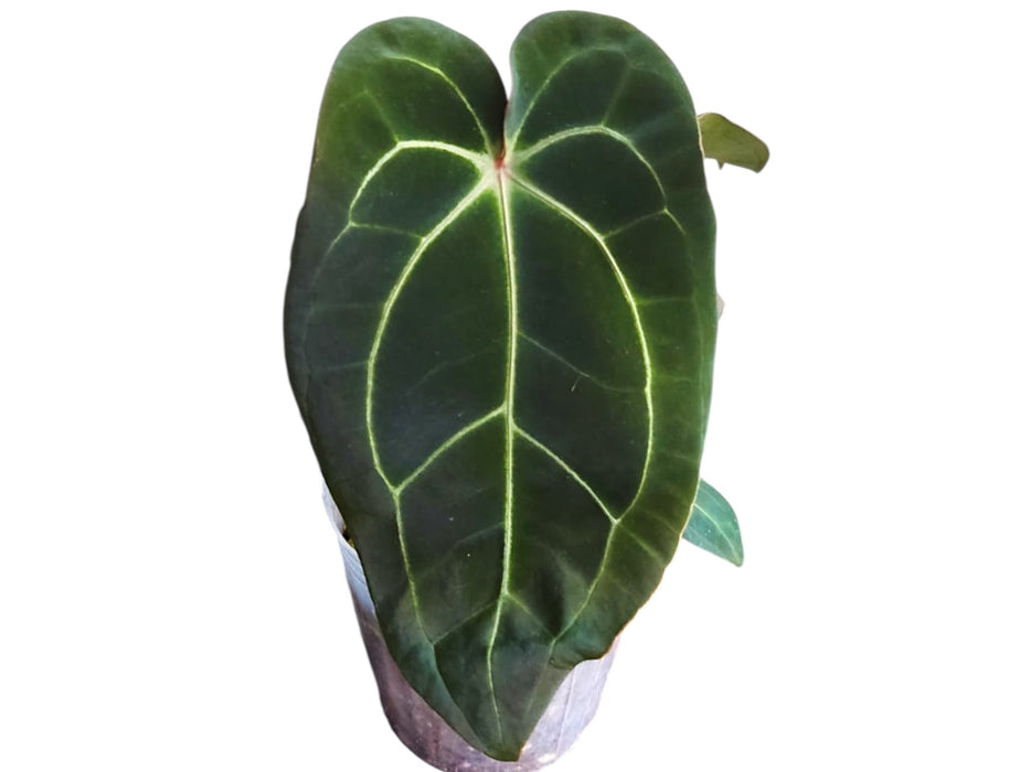 split anthurium Anthurium Eureka — Ecuagenera USA Corp