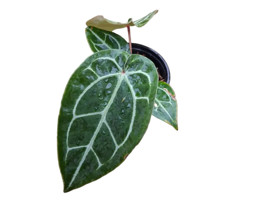 Anthurium Eureka x (Anth. Dr. Block F2 x NSE Red Crystal) (S)