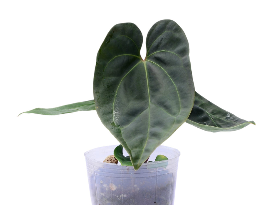 Anthurium The Moon of Archimedes