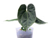 Anthurium The Moon of Archimedes (XS)