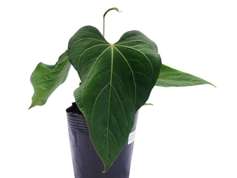 Anthurium The Night of Archimedes