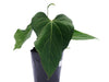 Anthurium The Night of Archimedes