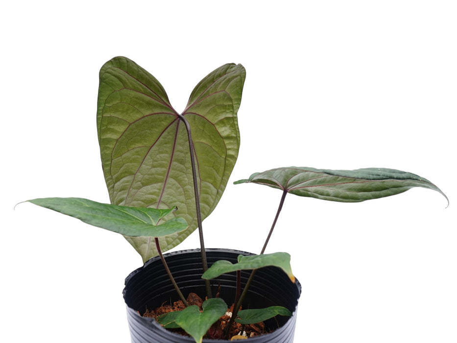 Anthurium The Jungle of Greece