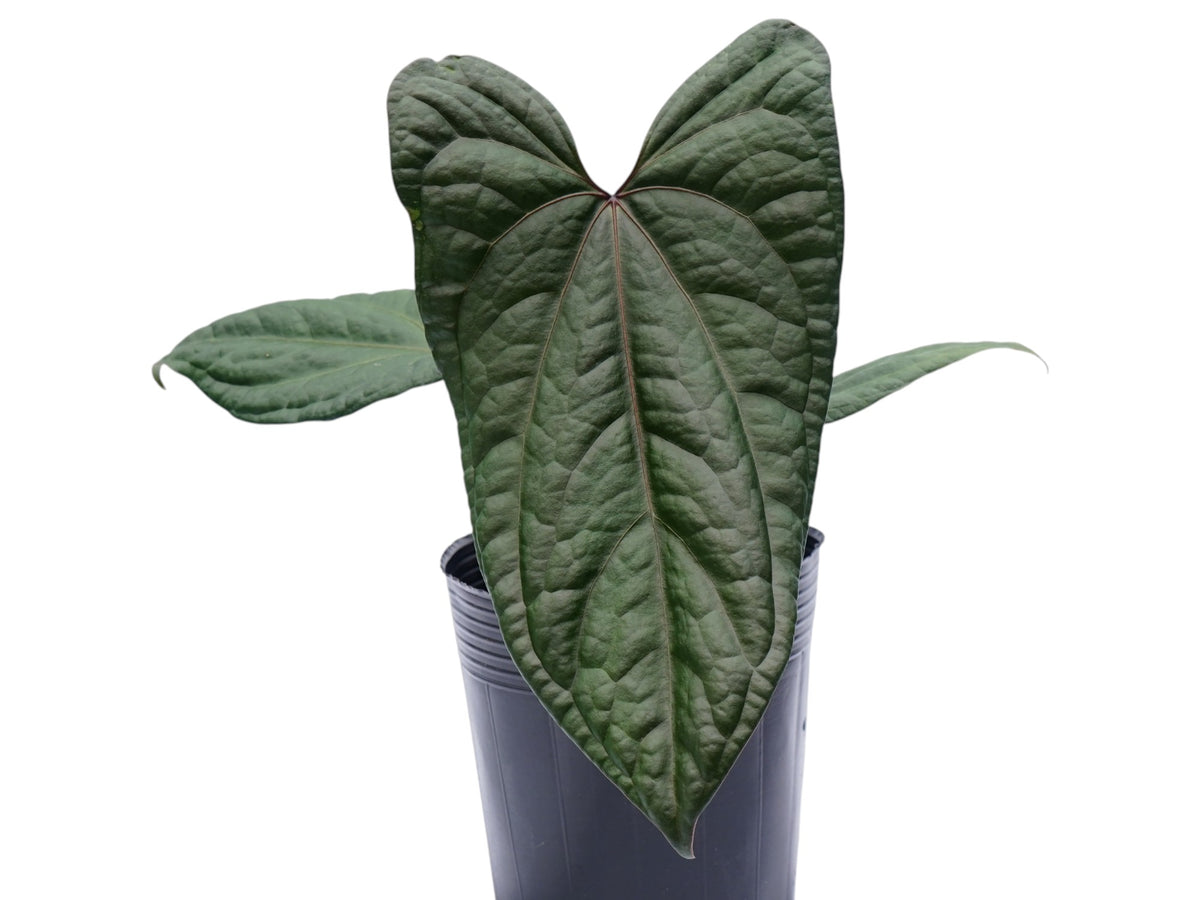 anthurium amazon luxury Anthurium The Jungle of Greece — Ecuagenera USA Corp