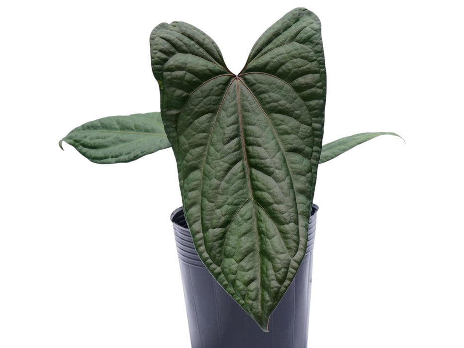 anthurium jungle giant Anthurium The Jungle of Greece — Ecuagenera USA Corp