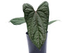 Anthurium The Jungle of Greece