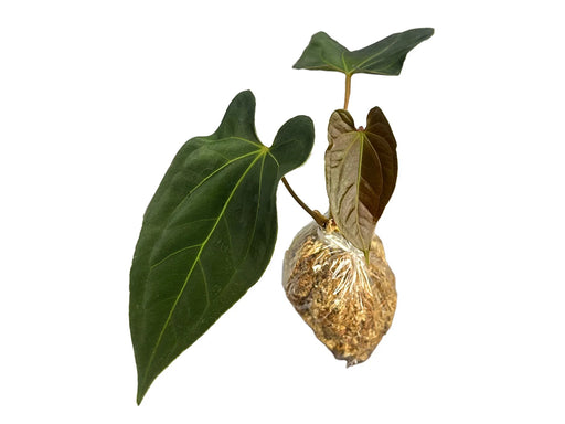 anthurium rupicola Anthurium The Rise of Arquímedes — Ecuagenera USA Corp