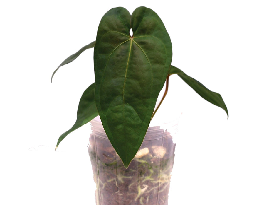 Anthurium Eureka x Anthurium nigrolaminum 'Gigi' — Ecuagenera USA Corp