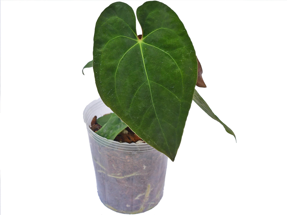 anthurium rupicola Anthurium The Rise of Arquímedes — Ecuagenera USA Corp