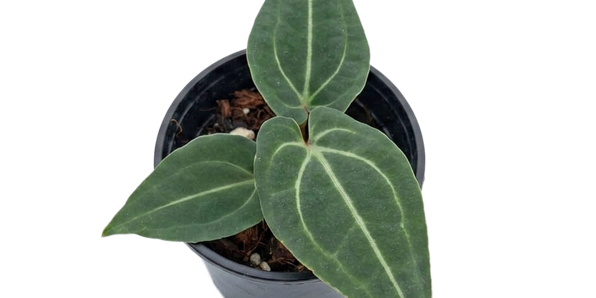 Anthurium Eureka (XS) — Ecuagenera USA Corp
