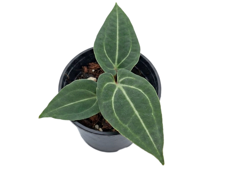 Anthurium Eureka (XS)