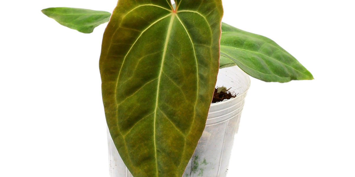 fantasia anthurium Anthurium Fantasy — Ecuagenera USA Corp