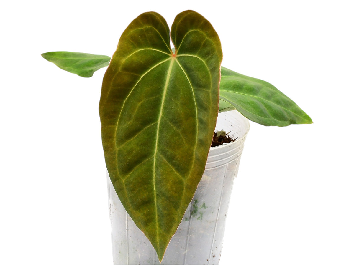 Anthurium Fantasy — Ecuagenera USA Corp