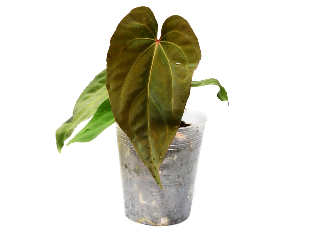 anthurium fantasia Anthurium Fantasy inverse crossing