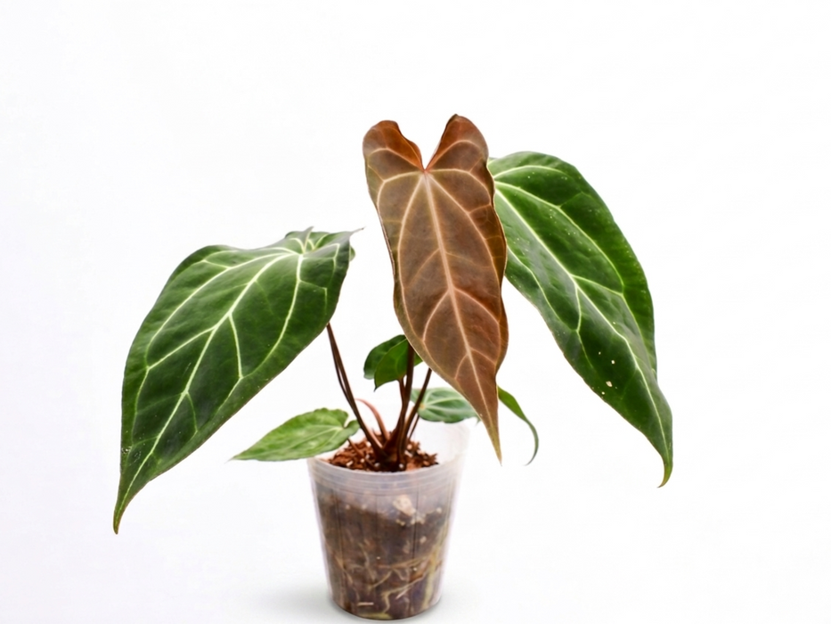 Anthurium Fantasy Sky