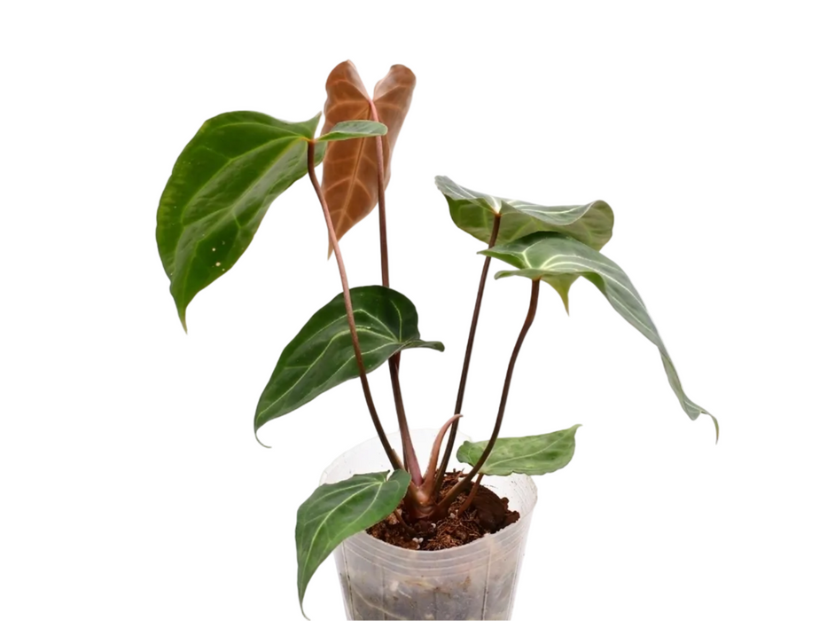 Anthurium Fantasy Sky