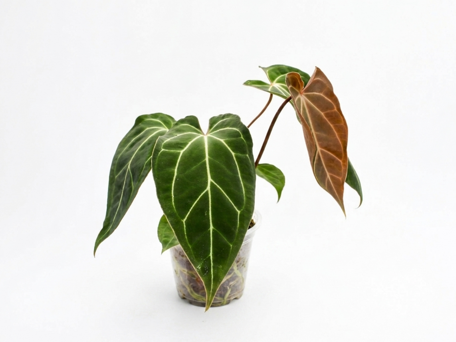Anthurium Fantasy Sky