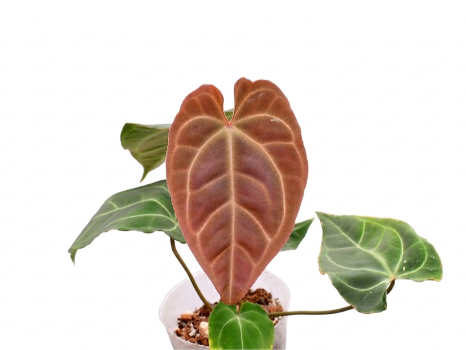 Anthurium Fantasy Sky