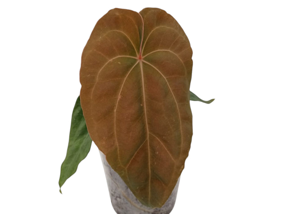 Anthurium Fantasy