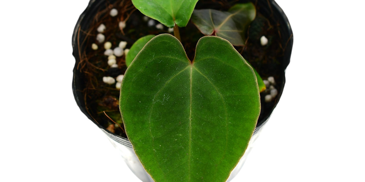 Anthurium Fantasy (S) — Ecuagenera USA Corp
