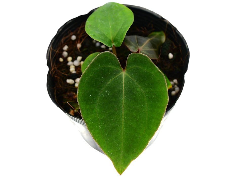 anthurium fantasy love Anthurium Fantasy (S) — Ecuagenera USA Corp