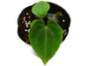 Anthurium Fantasy (S)