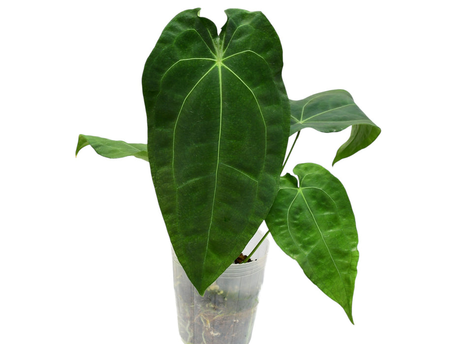 Anthurium Fullmoon