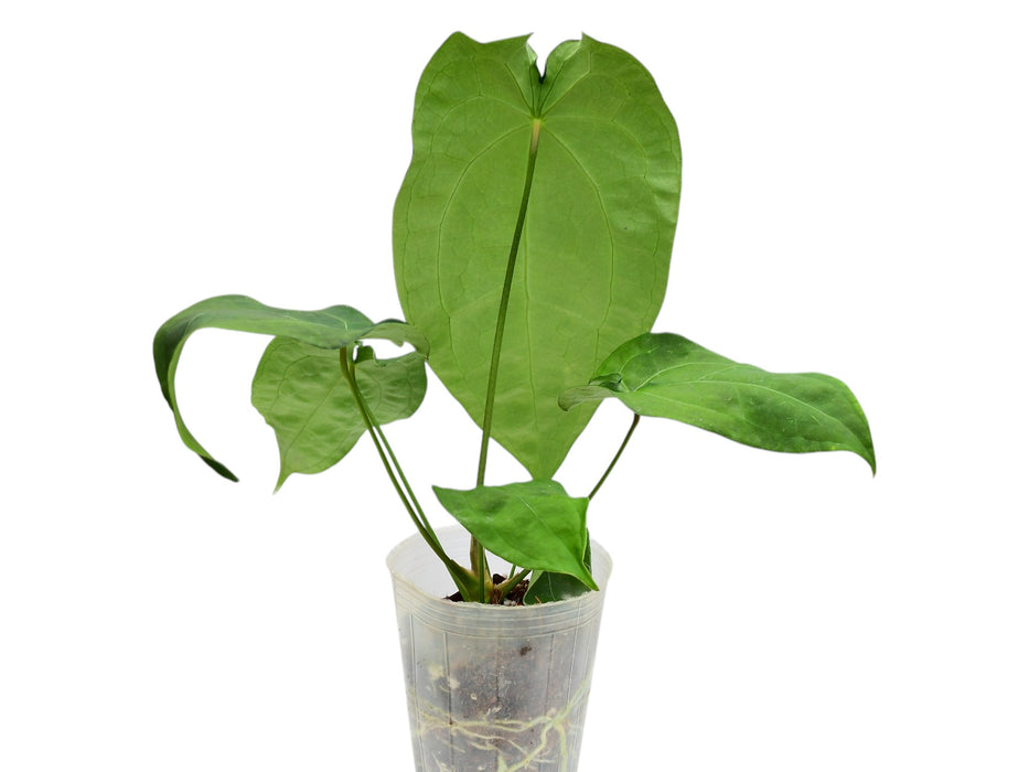 Anthurium Fullmoon
