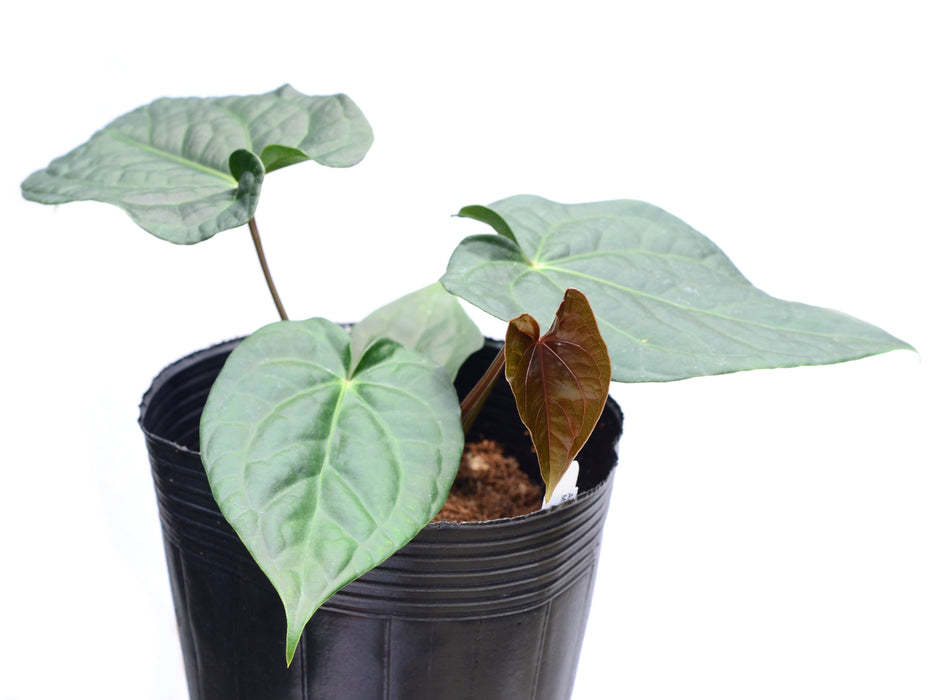 Anthurium Gigantic Luxury x Anth. Magnificent Silver