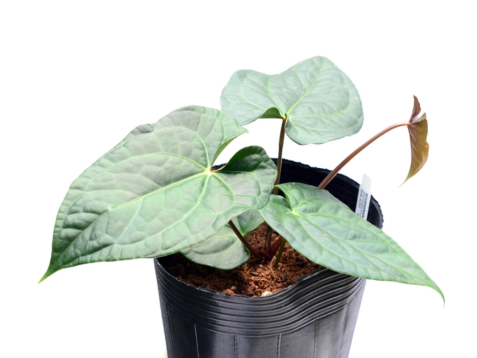 Anthurium Gigantic Luxury x Anth. Magnificent Silver