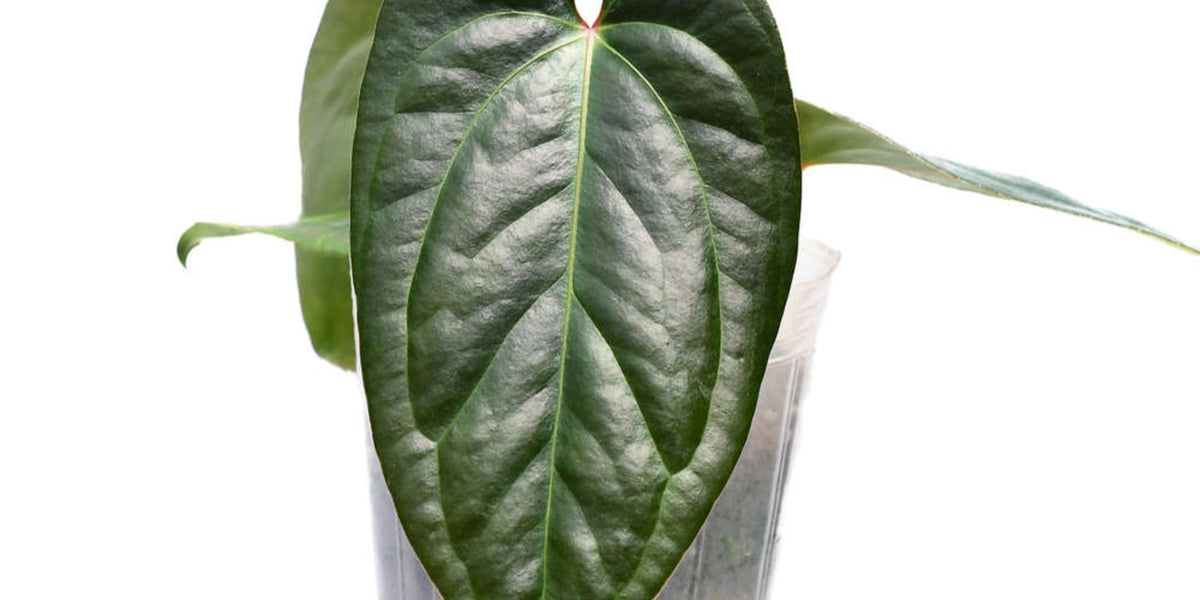 Anthurium Gigi Dreams
