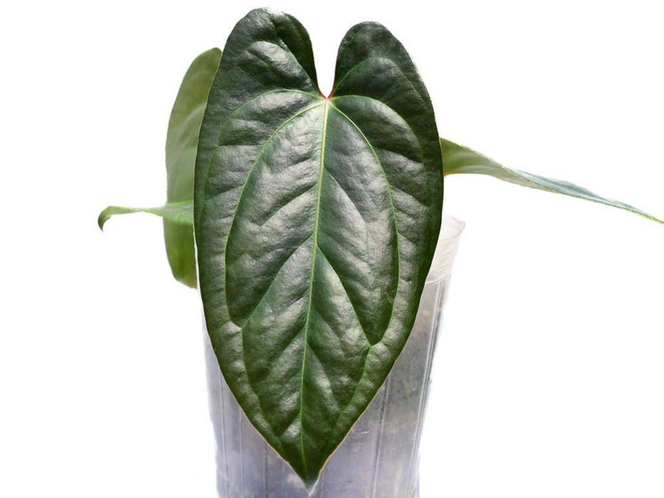 anthurium gigi Anthurium Gigi Dreams