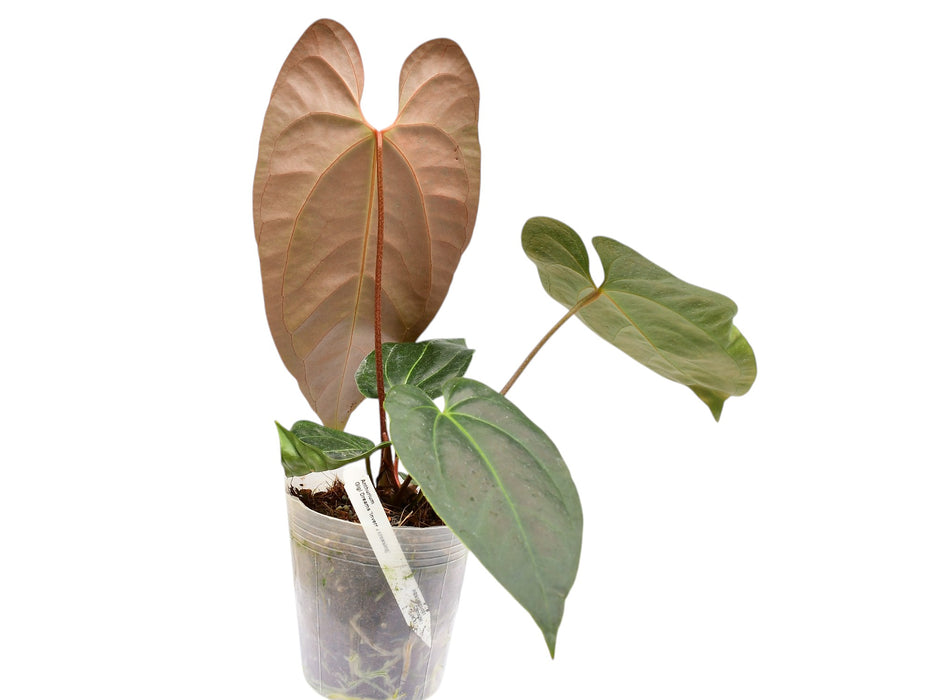 Anthurium Gigi Dreams 'Inverse crossing'