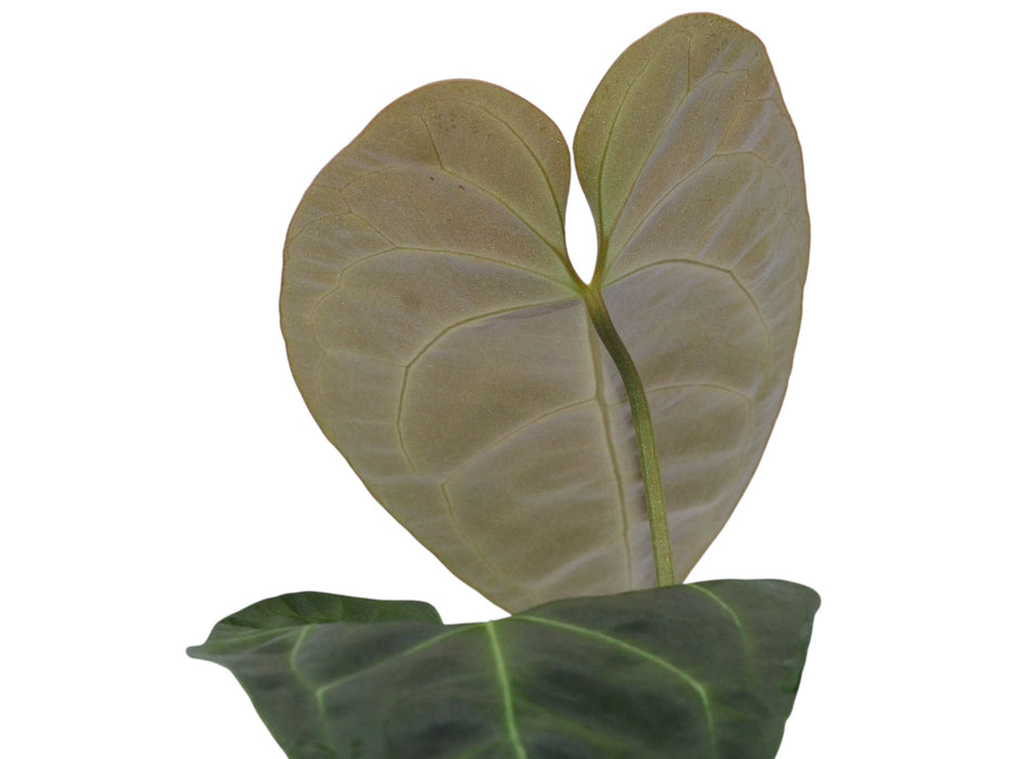 Anthurium Andean Green Moon