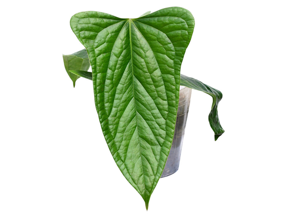 Anthurium Green Crocodile