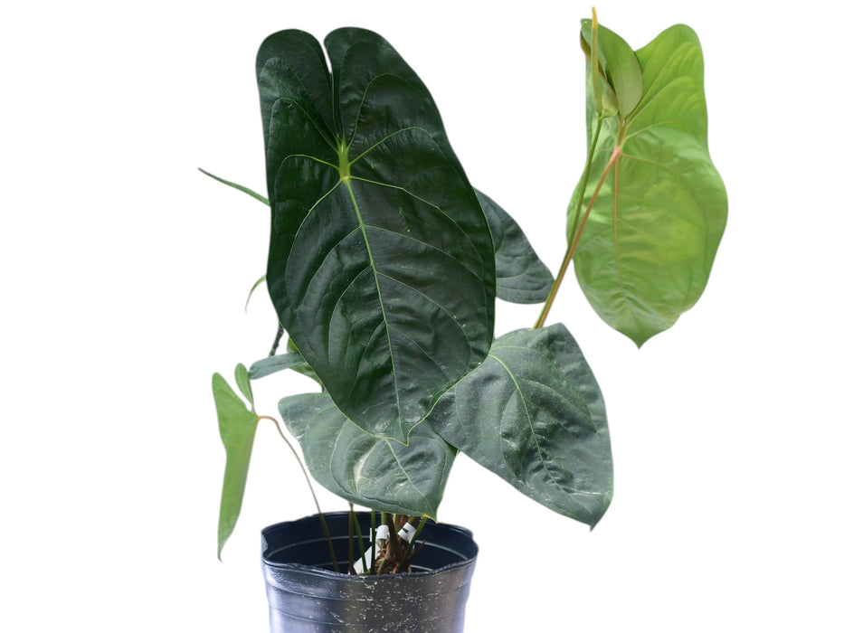 anthurium sagittatum Anthurium Green Goddess