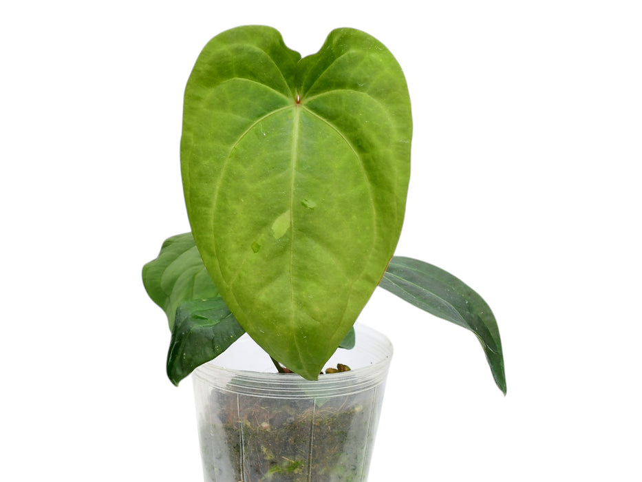 Anthurium Green Goddess