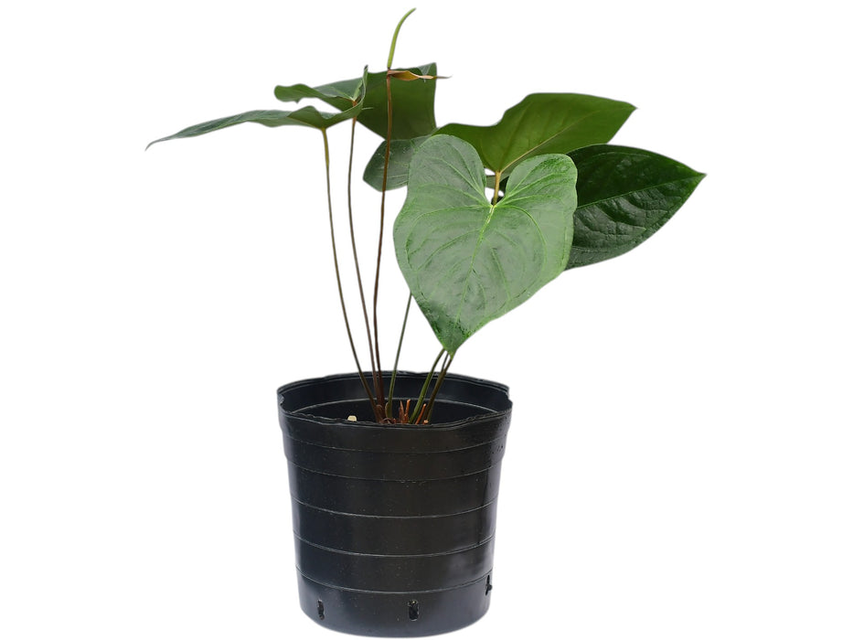 Anthurium Green Sapphire