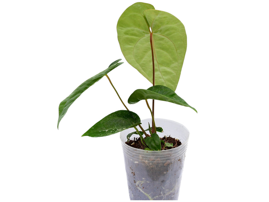 Anthurium Green Sapphire