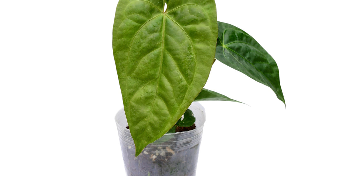 Anthurium Green Sapphire