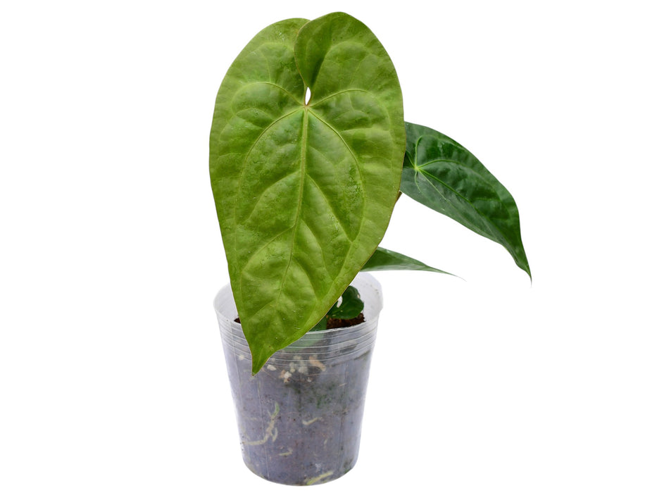 Anthurium Green Sapphire