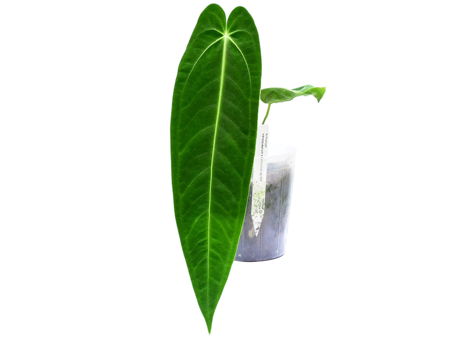 Anthurium Green Savannah