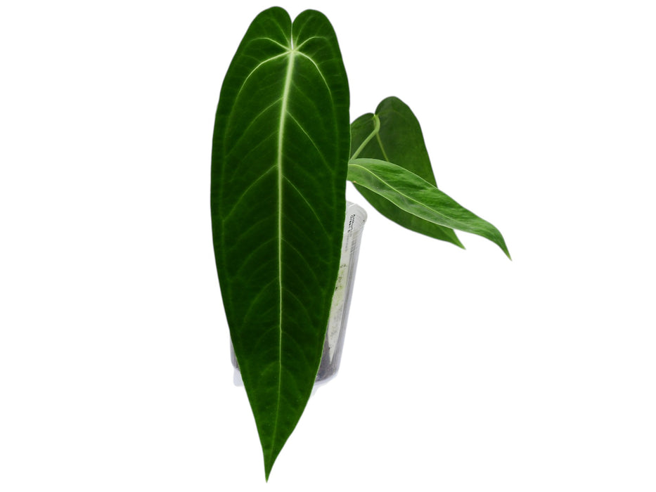 Anthurium Green Savannah