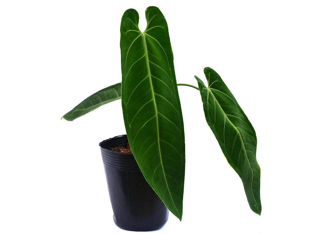 Anthurium_Green_Tongue_plant_1