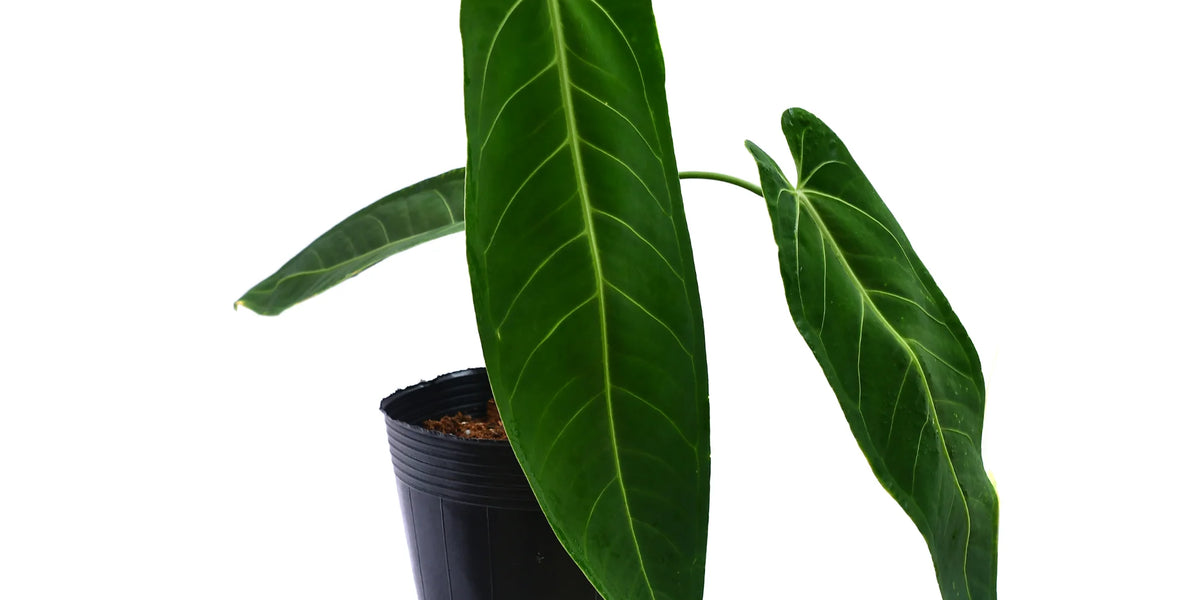 Anthurium Green Tongue - Warocqueanum x Ecuadorense Hybrid